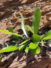 Parinari capensis capensis