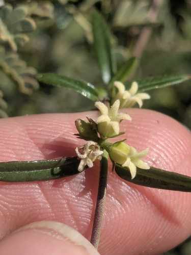 Arizona swallow-wort (Metastelma arizonicum)