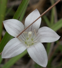 Wahlenbergia stellarioides