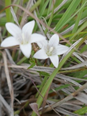 Wahlenbergia stellarioides