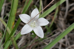 Wahlenbergia stellarioides
