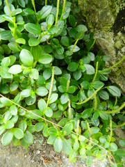 Peperomia urvilleana