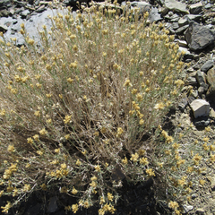 Chrysothamnus viscidiflorus puberulus