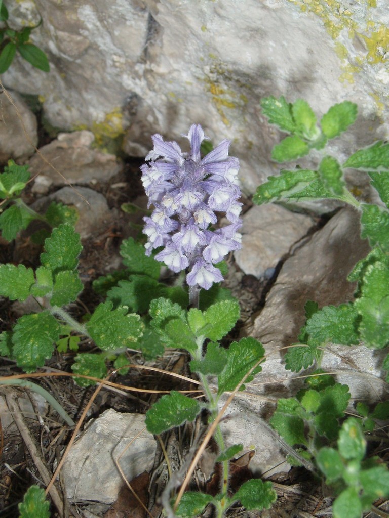 Phelipanche oxyloba