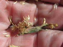 Chrysothamnus viscidiflorus puberulus