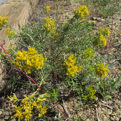 Chrysothamnus viscidiflorus viscidiflorus