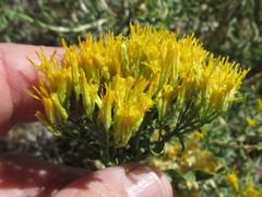 Chrysothamnus viscidiflorus viscidiflorus