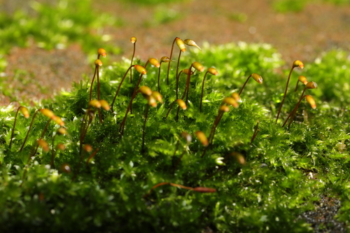 Rhynchostegium confertum