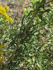 Chrysothamnus viscidiflorus viscidiflorus