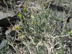Chrysothamnus viscidiflorus puberulus