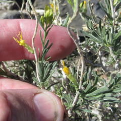 Chrysothamnus viscidiflorus puberulus
