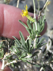 Chrysothamnus viscidiflorus puberulus