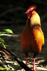 Gallus lafayettii
