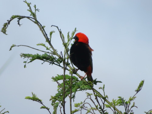 Zanzibar Red Bishop (Euplectes nigroventris), photo 2