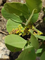 Searsia magalismontana