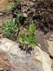 Searsia magalismontana