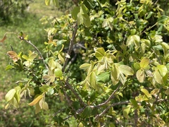 Pteleopsis myrtifolia