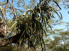 Selenicereus undatus