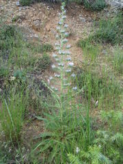Echium italicum biebersteinii