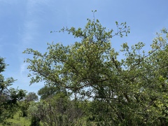 Pteleopsis myrtifolia