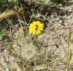 Acmaeodera octodecimguttata