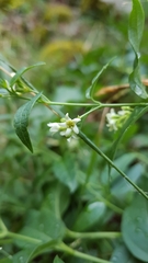 Vincetoxicum hirundinaria hirundinaria