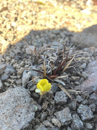 Scree Buttercup (Ranunculus crithmifolius)