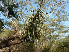Selenicereus undatus