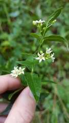 Vincetoxicum hirundinaria hirundinaria