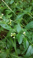 Vincetoxicum hirundinaria hirundinaria