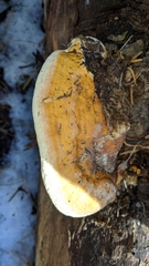 Fomitopsis schrenkii