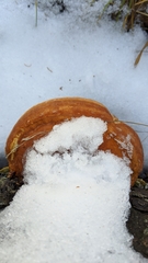 Fomitopsis schrenkii