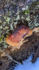 Fomitopsis schrenkii