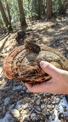 Fomitopsis schrenkii