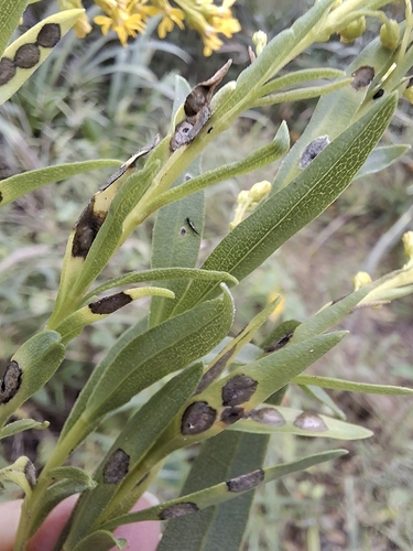 Unknown species found near Grand Isle, LA, USA