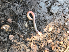 Aporrectodea caliginosa