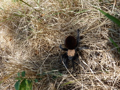 Brachypelma albiceps