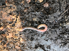 Aporrectodea caliginosa