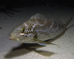 Black Butterfish photo 1