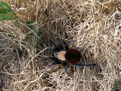 Brachypelma albiceps