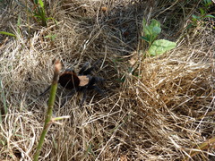 Brachypelma albiceps