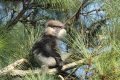 Semnopithecus vetulus