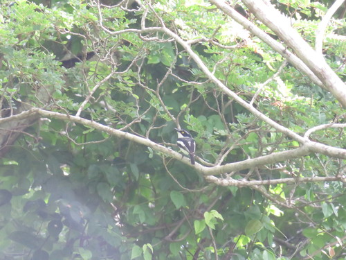 Eastern Black-headed Batis (Batis minor)