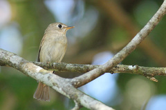 Muscicapa muttui