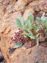 Searsia magalismontana