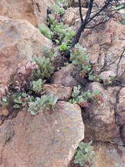 Searsia magalismontana