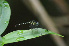 Tetrathemis yerburii