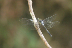 Cratilla lineata