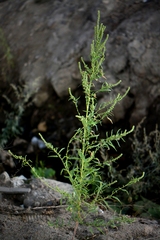 Atriplex laevis
