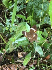 Anartia lytrea